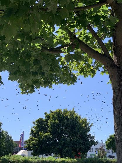 A view of a clear blue sky filled with numerous birds in flight, framed by vibrant green leaves from trees in the foreground. There are several trees and a flag visible in the background.