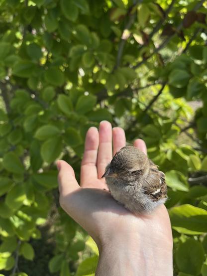 A smol birb sat on my hand