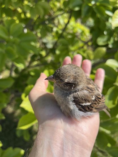 A small sparrow? sat in my hand after rescuing it from the cat