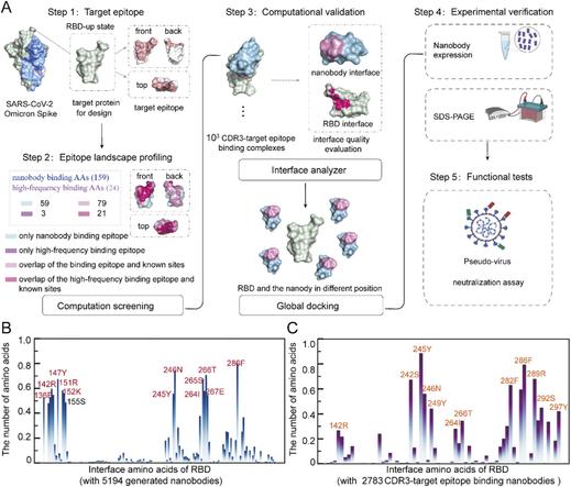 Computational nanobody design through deep generative modeling and epitope landscape profiling. Computational and Structural Biotechnology Journal, DOI: https://doi.org/10.1016/j.csbj.2025.07.052

