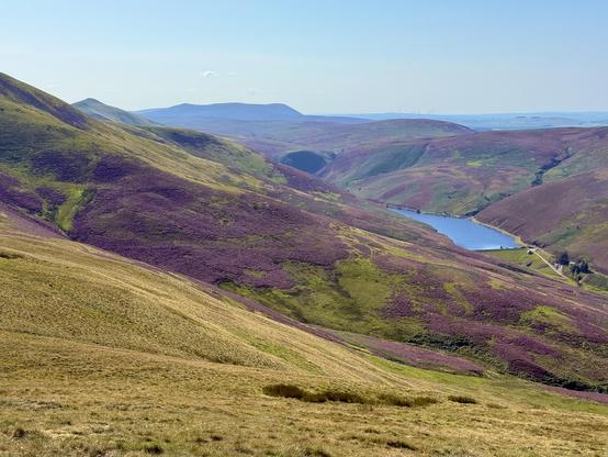 Purple heather marbling the Pentland Hills, above the Glencourse reservoir, near Flotterstone 