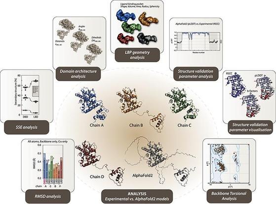 Bridging prediction and reality: Comprehensive analysis of experimental and AlphaFold 2 full-length nuclear receptor structures. Computational and Structural Biotechnology Journal, DOI: https://doi.org/10.1016/j.csbj.2025.05.010
