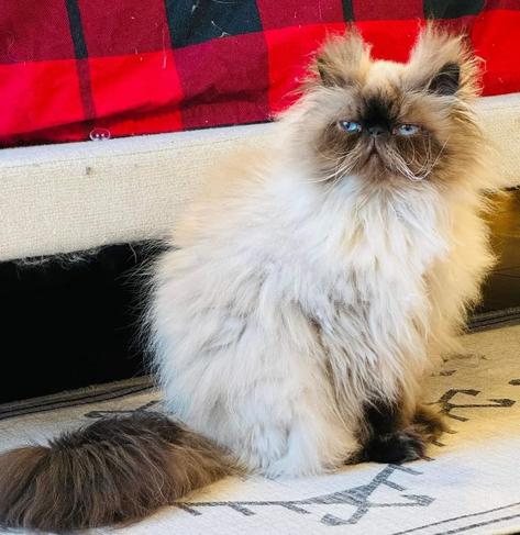 Photo of a black and white cat, with a very unusual face and whiskers. The cat is named Iggy and is standing on a rug and in front of some red flannel.