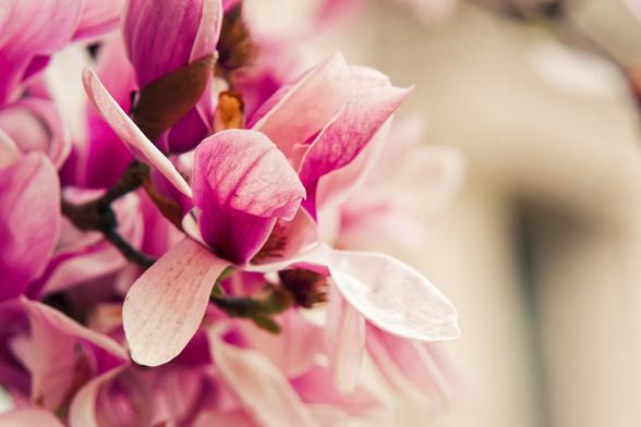 A mass of magnolia flowers rises up from the lower left with purpl3 veins on white flowers,  blurred out in the background can be seen the sharp angles and shadows of a neoclassical government building.