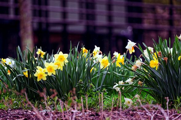 In the bottom half of the frame find a field of daffodils,  mainly with yellow outer petals and a yellow core but you can find a few white ones;  behind the angular blurred out shapes of a modern building facade can be found,  look close and note raindrops suspended in the air.