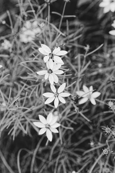 A blackand white image of flowers that have on average 7 or so final petals with very fine needle-like foliage.