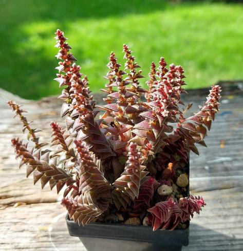 Man sieht eine Pflanze mit braunroten kleinen Blättern. Die Blätter sehen aus wie kleine Dreiecke, von denen sich jeweils zwei gegenüberstehen. Von oben sieht das aus wie ein vierzackiger Stern. Die Pflanze hat etwa 20 Triebe, die weniger als einen Zentimeter breit sind. Nach oben verjüngen sich die Triebe. Einige Triebe blühen. Die Blüten erscheinen im oberen Drittel zu mehreren zwischen den Blattpaaren, sie sind klein und rötlich-weiß.