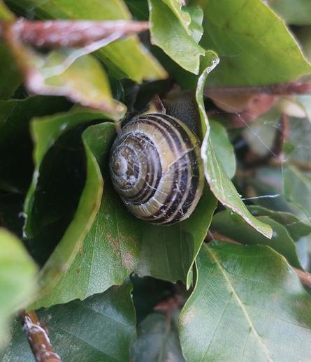 A snail hiding in dense leaves. Its shell it dark brown and yellow and is pretty cracked and damaged.