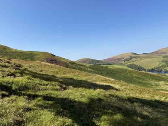 Gentle curves of green hills with some spots of purple heather, hard tree shadows in the foreground  