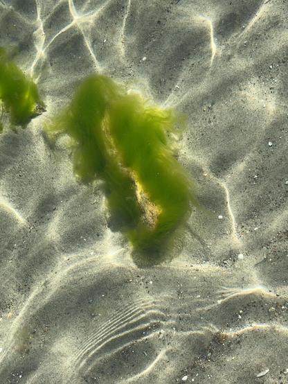 Klares Wasser, Sand, dünne grüne Algen und Lichtreflexe.