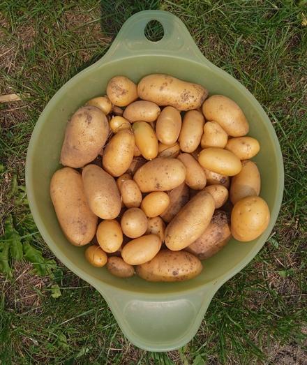 A round green bowl full of small new potatoes, sitting on grass, viewed from above.