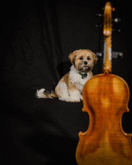 A puppy behind a violin.