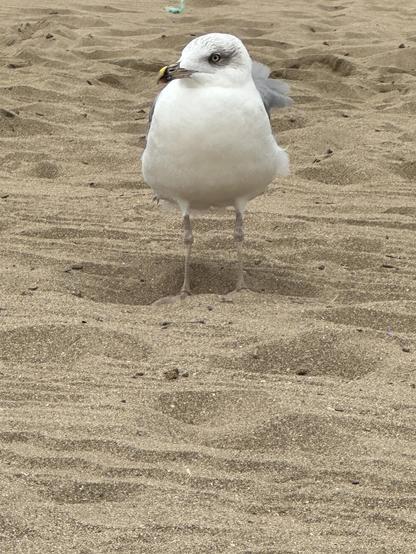 Gaviota grandota en la playa.