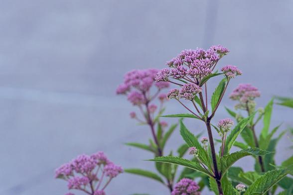 Four blooms of Joe Pye Weed with a little bit of foliage against a grey background that might have some grooves in it.