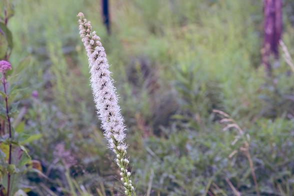 A single white flower spike that looks like a bottlebrush with a lot of defocused foliage in the background