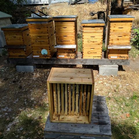 A photo of 5 Langstroth type beehives next to each other on a long hive stand. Closer to the camera is a single stand with a deep box that has 10 medium frames in it. It is on it's side with the frames vertical and bees are robbing some honey that was stored in by bees that were suppose to be cleaning it up after it was extracted. From the left, the second, third, and fifth hive have medium super boxes on them, the first and fourth hive do not have supers on them. The first hive, "West", contains the swarm caught on July 17 that was combined with the queenless colony residing in it. The fourth hive, "White", was started with a walk-away split of 2 frames of bees and brood on April 24 in a 5-frame nuc which had a virgin queen added to it when found a day later. 
