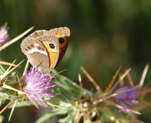 Auf einer Distel sitzt im Profil ein Schmetterling - die Flügleaussenseiten in orange braun mit einem weissen Streifen oben und schwarz-weissen Kreisen. Darüber dann der braune Rand.