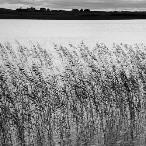 A photograph of reeds rising in silhouette from the calm waters of a loch on the Isle of South Uist in the Outer Hebrides, their dark, slender shapes reflected on the smooth surface. The image is in black and white, emphasising the simple, quiet elegance of the scene and creating a serene, contemplative mood.