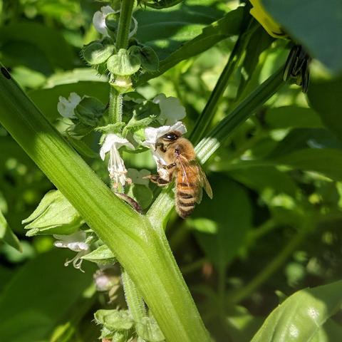 A blonde colored honey bee on a white basil flower. It is above the stem of a tomatillo plant. There are pepper plants in the background.