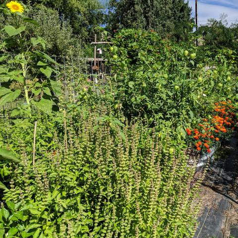A photo showing two raised garden beds. The near bed has California Wonder 300 sweet bell peppers, various types of basil blooming and making seed, eggplants, and some volunteer tomatillo that are about 6 feet tall on the far end. The other bed beyond it that has orange marigolds on the left side has Red Marconi sweet peppers and eggplants, and a white petunia. In the upper left is a sunflower that has just opened up and has a yellow center. The upper center right some runner beans can be seen with a birdhouse beyond them to their left.