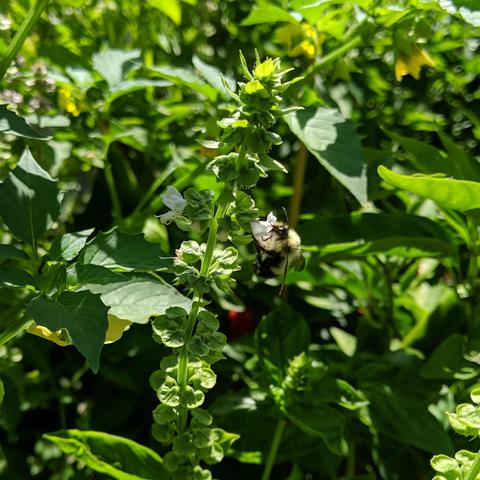 A small furry light yellow and black bumblebee on a white basil flower. Tomatillo, pepper plants, and more basil in the background. Yellow flowers on the tomatillo are visible in the upper part of the photo.