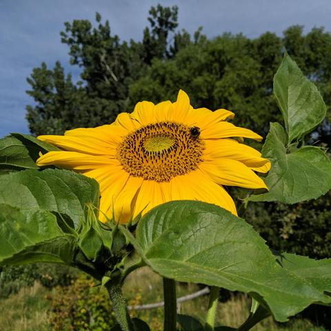 A large yellow sunflower head with a small bumble bee on it in the morning sun. There is a very tall cottonwood tree and a bunch of hybrid willows beyond it.