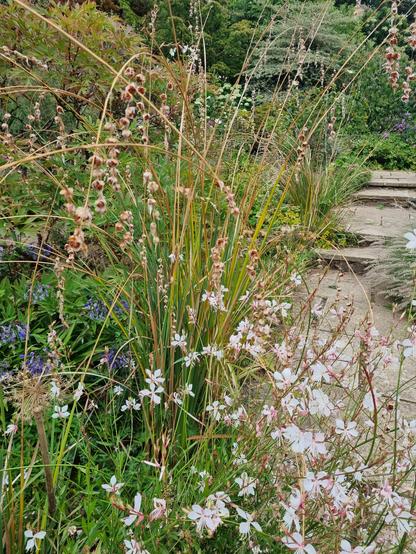 Combination of Gaura and Dierama at Kiftsgate Garden