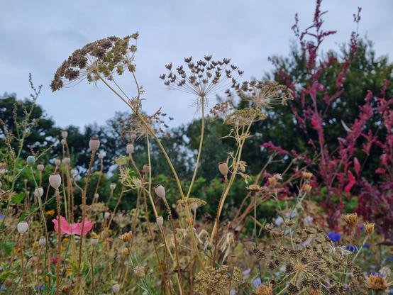 Lots of seed heads in the wildflower garden at Kifrsgate Garden
