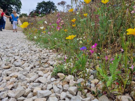 Photo taken at ground level in the wildflower garden at Kiftsgate Gardens. Variety of plants including a yellow Poppy  spilling onto the gravel path.