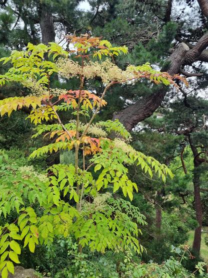 Angelica tree (Aralia elata) at Kiftsgate Gardens. The leaves are just starting to turn a bright shade of orange.