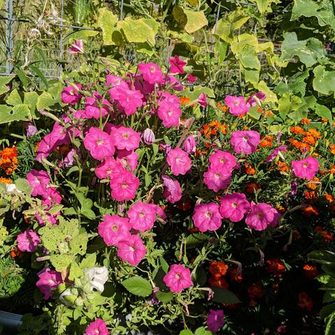 Dozens of pink petunia flowers with a cucumber and marigold background.