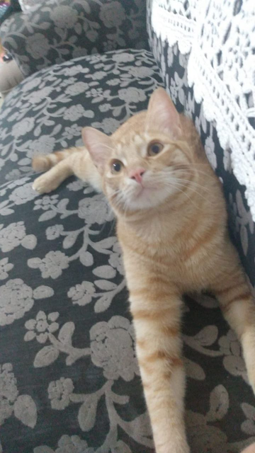 a photo of one of octo's orange tabbies laying on a green couch with white floral patterns. the adorable cat is gazing eagerly upward. it has pale gold eyes and a pink nose with whiskers pointing forward