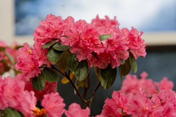 Azaleas that look pink but might have been more purple because I colord graded this picture;  that's probably a blurred out window in the background with reflected clouds and sky