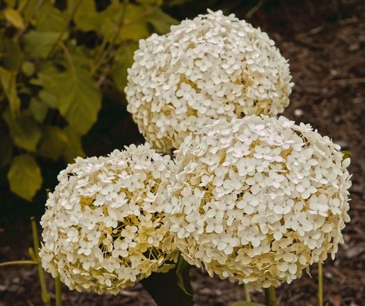 Three big spheres of little white flowers each of which has four petals fill most of the frame,  in the upper left find some dull green blurred out leaves and to the upper right even more blurred out mulch.