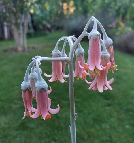 Das Bild zeigt einen Blütenstand mit etwa 10 Blüten. Die Blüten sind hellorange und haben eine  feinen Überzug aus Wachs. Sie hängen wie langgezogene Glöckchen nach unten. Aus ihnen treten gelbe Staubblätter hervor. Der Blütenstiel ist blaugrau. Auch er ist mit einer Wachsschicht überzogen.