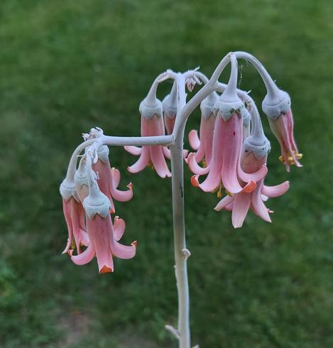 Ähnliches Bild des Blütenstandes.