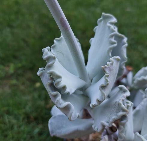 Das Bild zeigt einen Trieb der Pflanze. Die Blätter sind etwa 5 cm breit und lang, haben eine dreieckige Grundform und sitzen mit dem schmalen Ende am Stängel. Der vordere Blattrand ist gewellt. Die Blätter sind hellblau und sehr dicht mit einer Wachsschicht überzogen. Sie stehen dicht übereinander paarweise am Stängel.