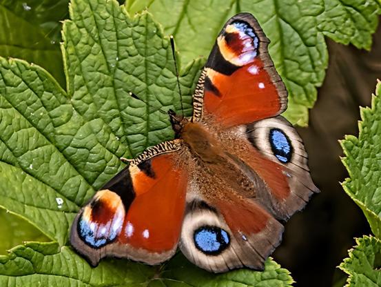 A gorgeous red-brown butterfly with blue-centred eye spots on both sets of wings, resting with wings outstretched on a Japanese anemone leaf