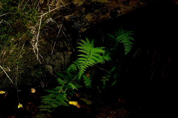 Zoom sur une feuille de fougère au vert éclatant au pied d'un arbre dans l'ombre des sous-bois