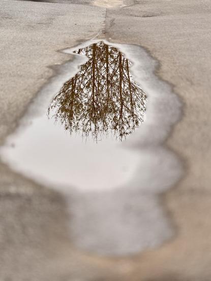 A tree is reflected in a puddle in the street. Very montone image. 