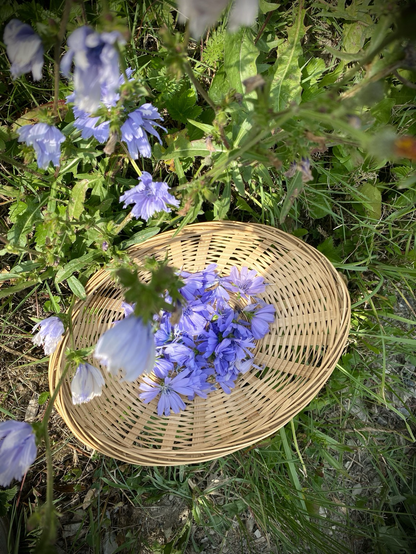 Chicory flowers 