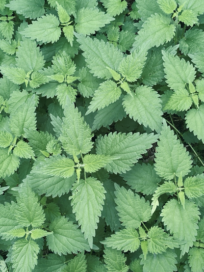 Nettles 