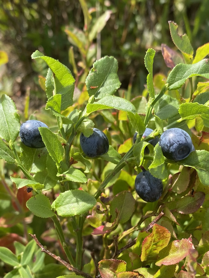 Wild blueberries 