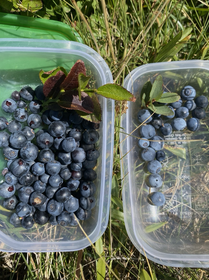 Wild blueberries 