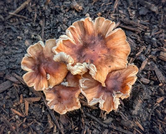 A cluster of four very wavy warm brown mushrooms with frilly white edges on the ground among wood chips and leaf litter. They are warm pale tan to deep reddish brown toward the center. They look a bit like flowers.
