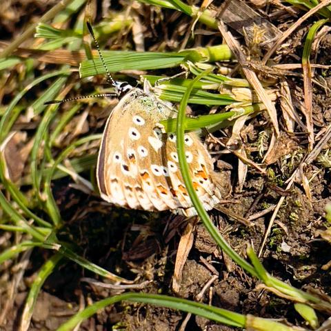 Kleiner Schmetterling Bläuling mit Punkten in Schwarz und Orange. Er sitzt direkt am Boden und sonnt sich. Das spärliche Gras drumherum ist noch ratzekahl abgefressen von der Schafherde.