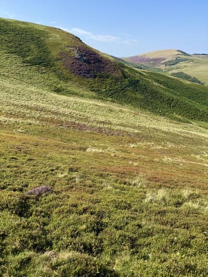 Sheep grazing on a dark purple patch of heather and other colorful shrubbery on a tall hill