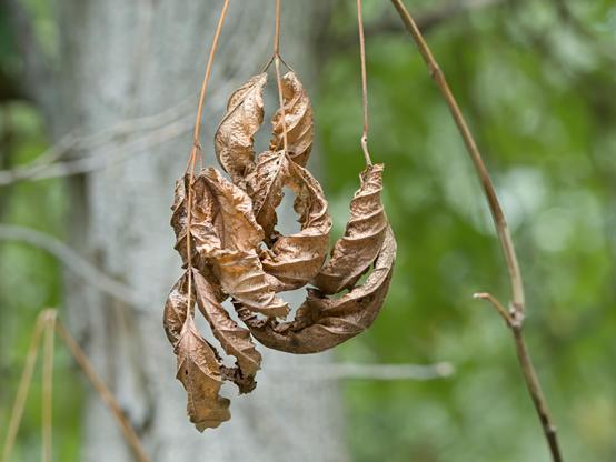 A close-up photograph shows a cluster of dried, brown leaves hanging from thin stems. The leaves have curled tightly into themselves, creating spiral and corkscrew shapes. Approximately 5-6 leaves are visible, each twisted into a different pattern - some forming tight spirals, others curved like scrolls. They hang at various heights from delicate brown stems against a softly blurred background of green foliage and a gray tree trunk. The dried leaves appear brittle and papery, colored in shades of tan, copper, and light brown. The entire cluster is suspended in mid-air, creating an intricate natural mobile. The sharp focus on the curled leaves contrasts with the out-of-focus forest background, emphasizing the delicate details and textures of the dried vegetation.