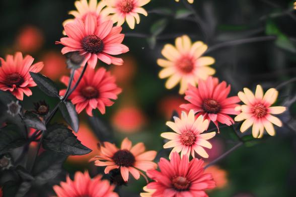 A Strange and dreamy image of daisy family flowers that are various shades of light yellow,  pink and purples.