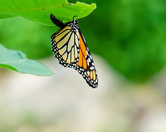 Monarch butterfly hanging down from a leaf where you can really see the thorax hanging out above and to the left,  behind there is a weird wavey pattern of green on top and some cream-colored background below.
